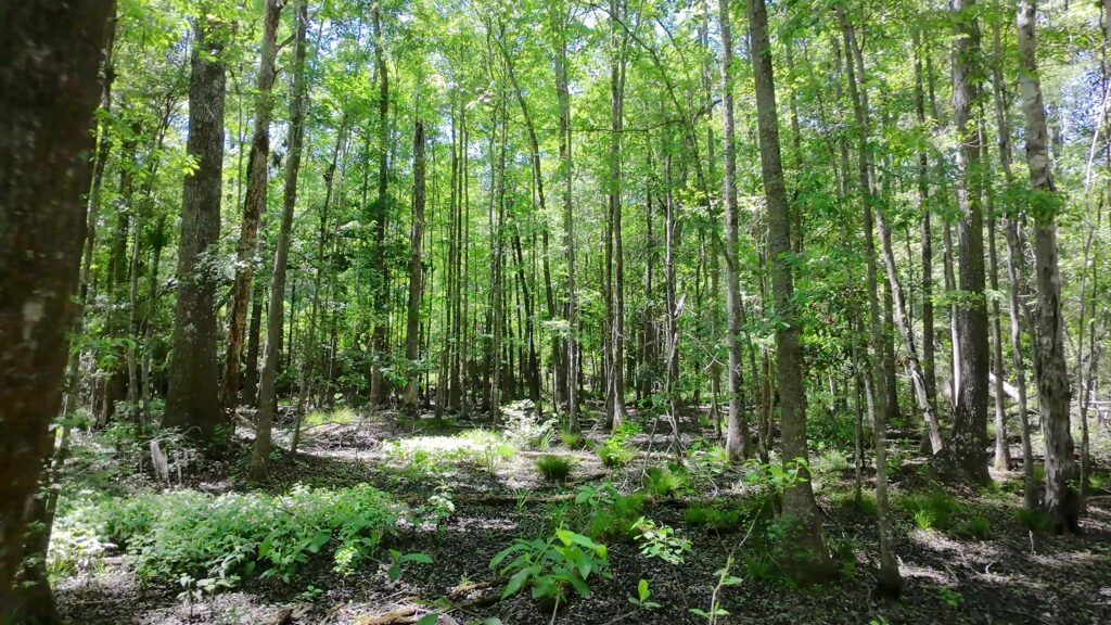 35 Acre wetland -wetland area